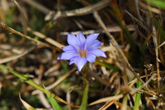Gentiana arisanensis