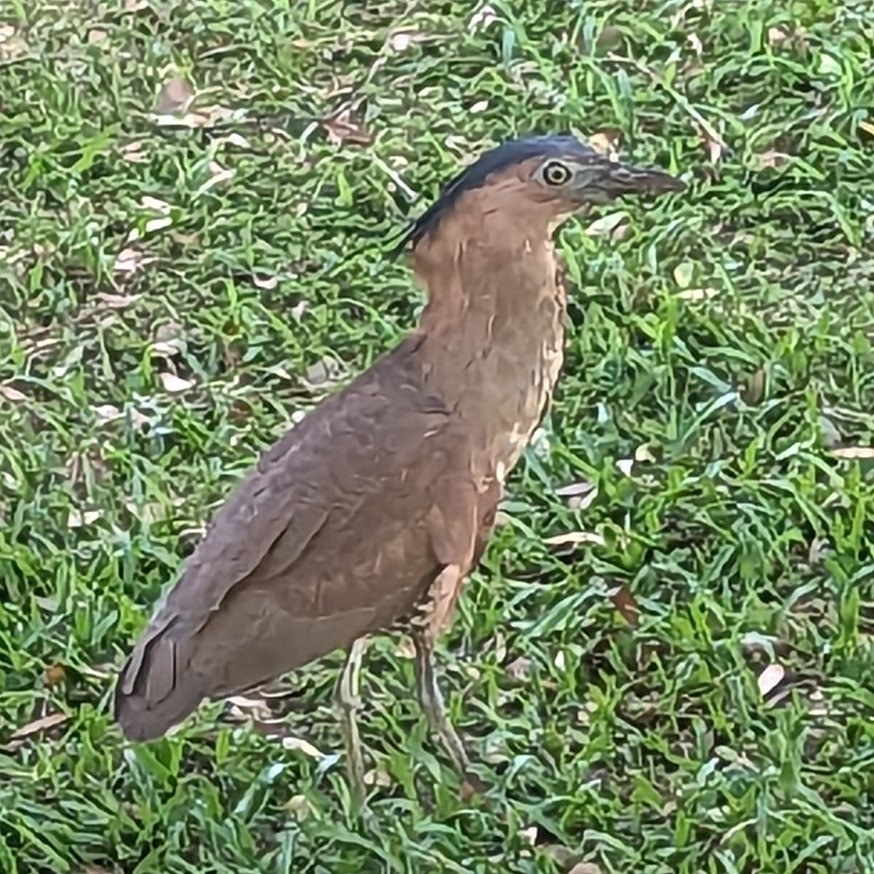 Malayan Night Heron