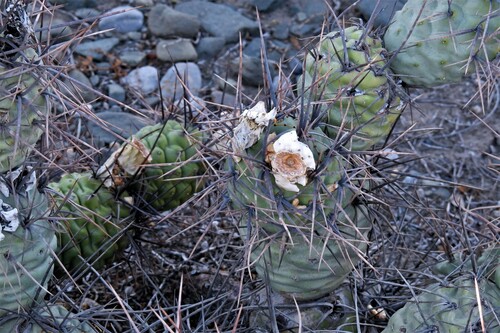 Tephrocactus aoracanthus