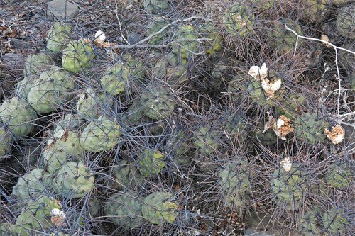Tephrocactus aoracanthus