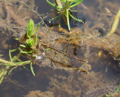 Austrocnemis splendida
