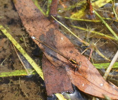 Austrocnemis splendida