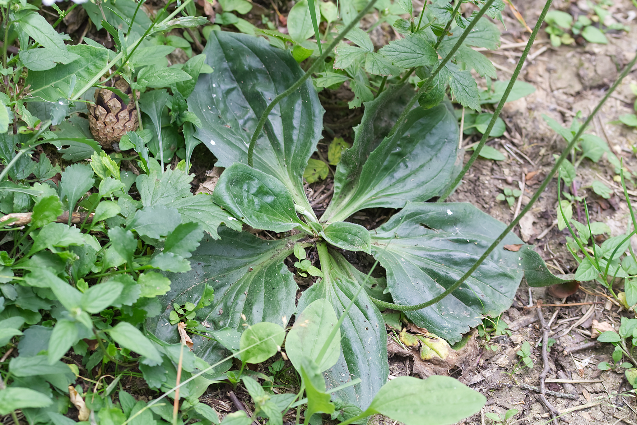 Plantain