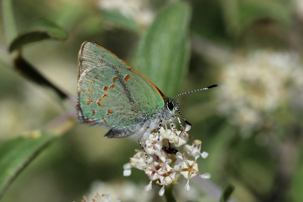 Arizona Hairstreak