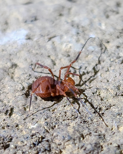 Sclerobunus nondimorphicus photo 3