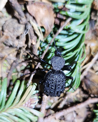 Cychrus tuberculatus photo 4