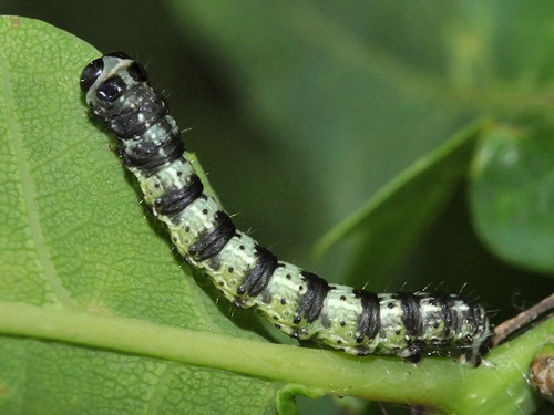 Spring Usher Moth