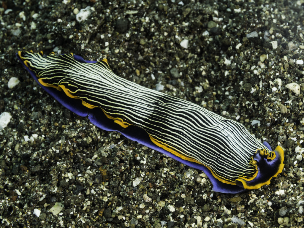 Armina occulta