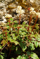 Astilbe macroflora