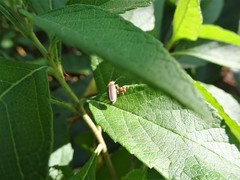 Metrogaleruca obscura