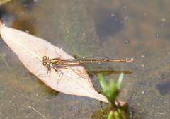 Austrocnemis splendida