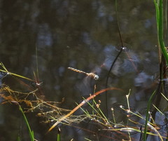 Procordulia jacksoniensis