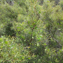 Hakea trifurcata