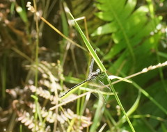 Eusynthemis brevistyla
