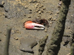 Austruca occidentalis