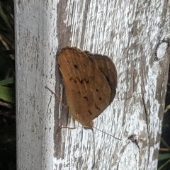 Heteronympha merope