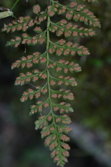 Asplenium billotii