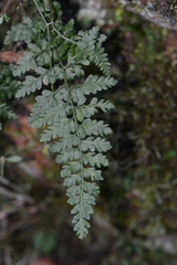 Asplenium billotii
