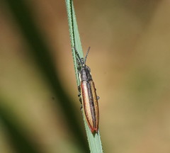 Eurispa vittata