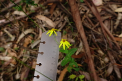 Senecio velleioides