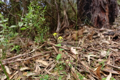 Senecio velleioides