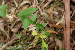 Senecio velleioides