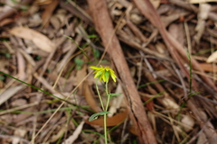 Senecio velleioides