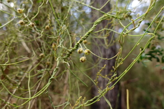 Cassytha phaeolasia