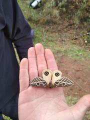 Leucanella stuarti koehleri