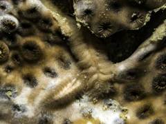 Aeolidiopsis harrietae