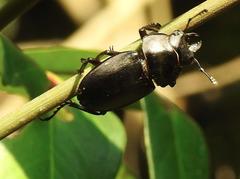 Neolucanus sinicus championi