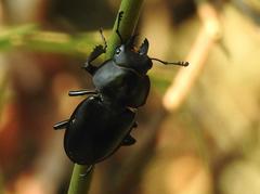 Neolucanus sinicus championi