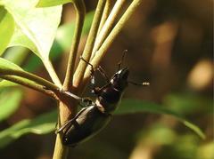 Neolucanus sinicus championi