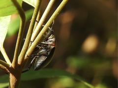 Neolucanus sinicus championi