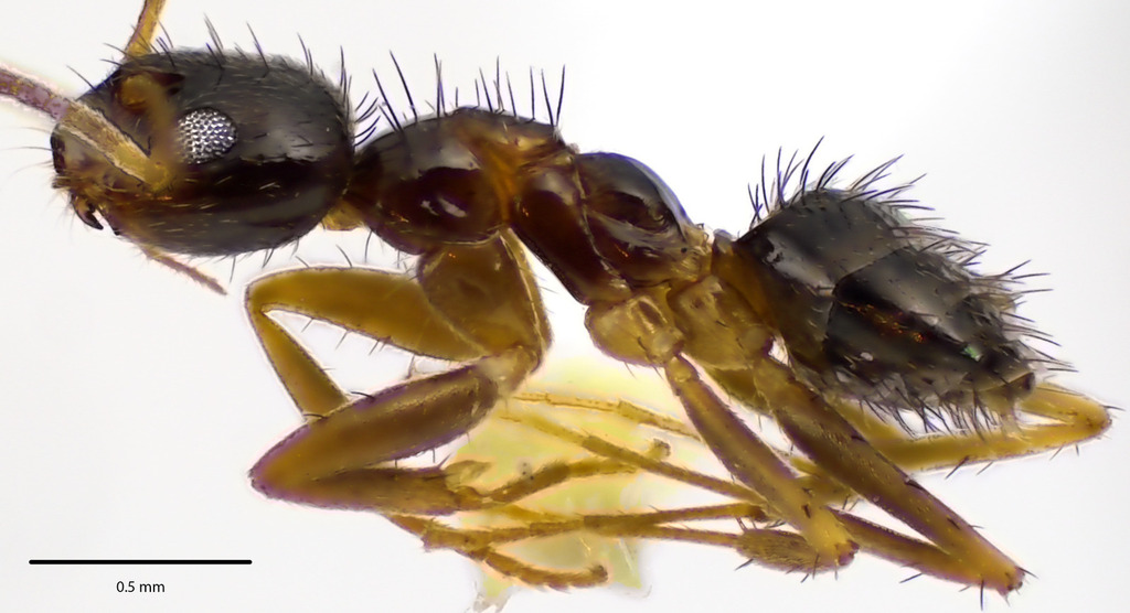 Nylander's crazy ant