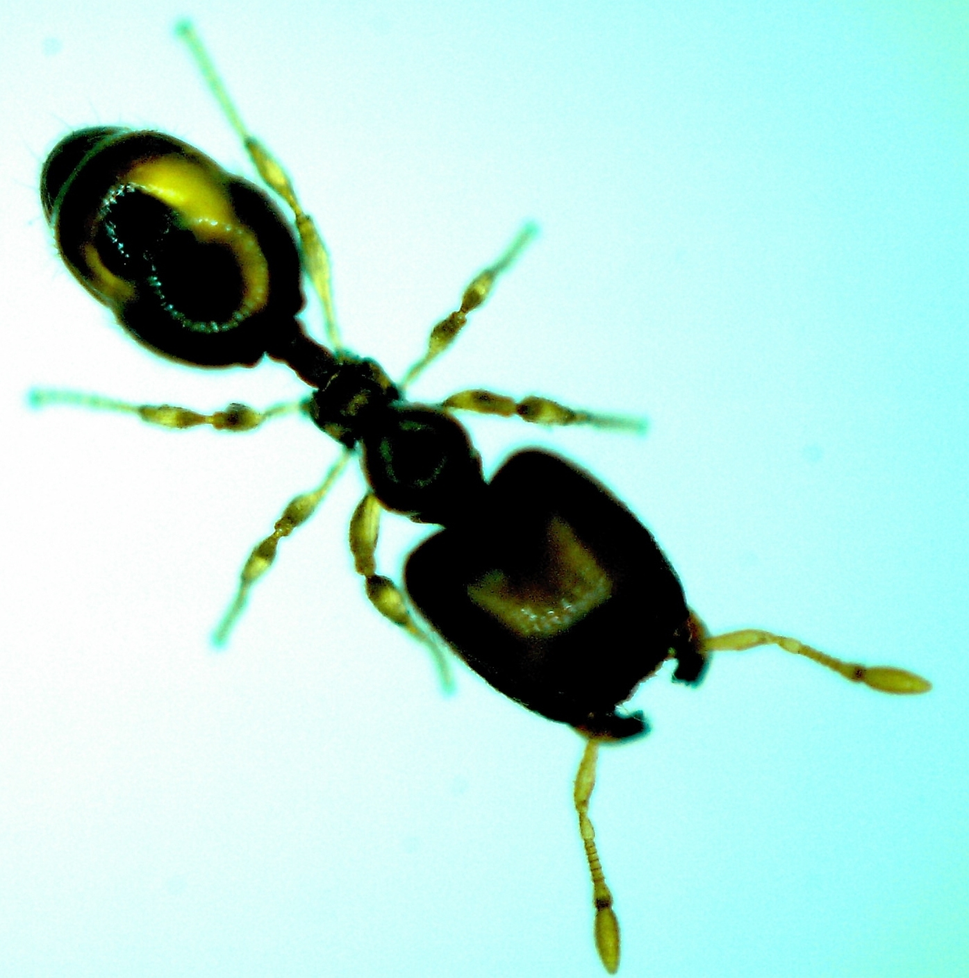 Carebara sauteri