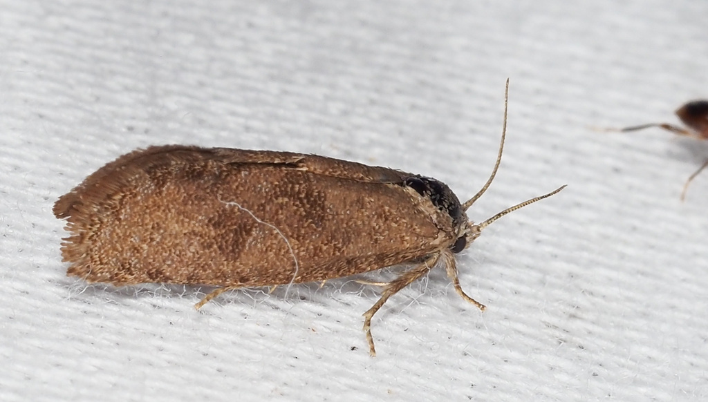 Grass Tubeworm Moths from Polk County, FL, USA on July 3, 2023 at 08:23 ...