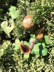 Aristolochia baetica