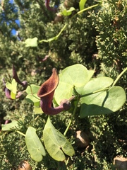 Aristolochia baetica