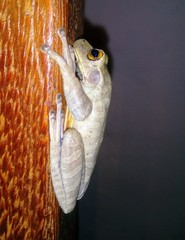 Bokermannohyla circumdata