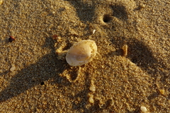 Scutellastra peronii