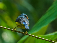 Chalcoparia singalensis