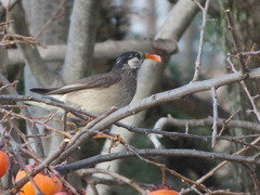 Spodiopsar cineraceus