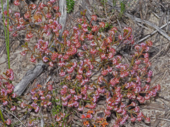 Erica globiceps globiceps