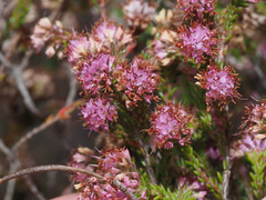 Erica globiceps globiceps