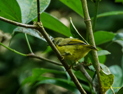 Chalcoparia singalensis