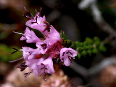 Erica globiceps globiceps