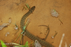 Helicops leopardinus