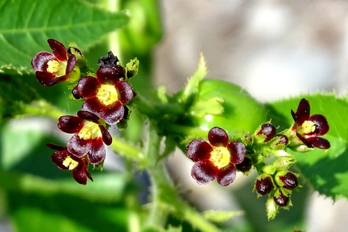 Jatropha gossypiifolia
