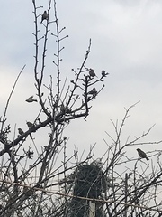 Passer domesticus